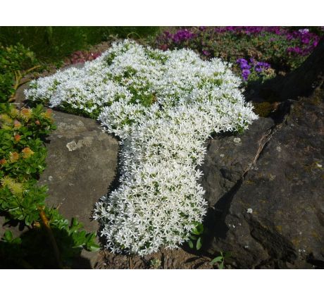 Polštářovitý floxík 15(Phlox covillei)