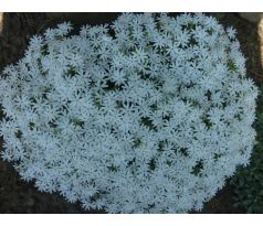 Skalkový floxík 18 (Phlox subulata)