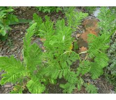 Vratič obecný, kadeřavý ( Tanacetum vulgare "Crispa")