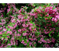 Červená Vajgelie(Weigela florida)