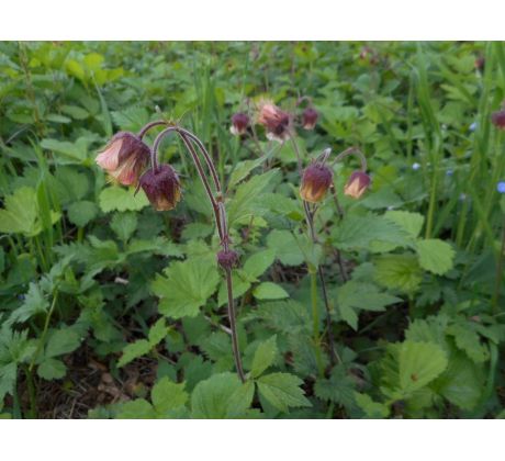 Kuklík potoční (Geum rivale)