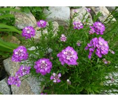 Růžová Iberka (Iberis sempervirens rosea)