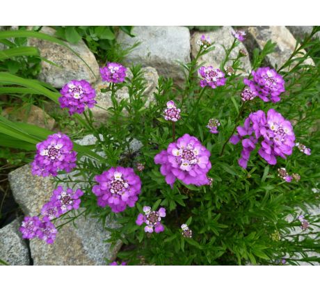 Růžová Iberka (Iberis sempervirens rosea)