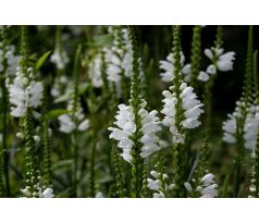 Řetězovka bílá (Physostegia virginiana)