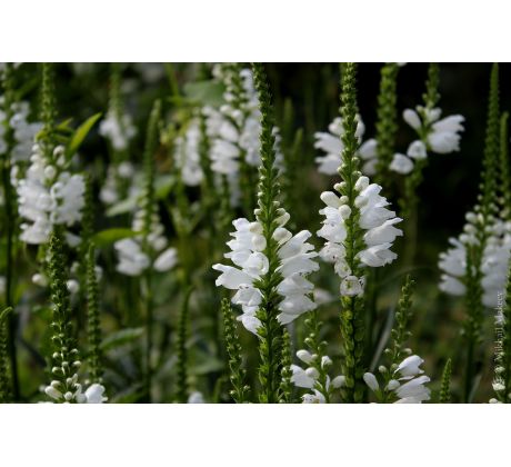 Řetězovka bílá (Physostegia virginiana)