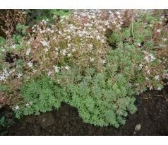 Sedum 35 (Sedum hispanicum)