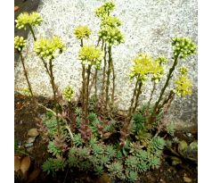 Sedum nic (Sedum sediforme)