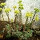 Sedum 41 (Sedum sediforme)