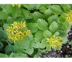 Sedum 34 (Sedum kamtschaticum)