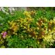 Sedum 13 (Sedum midderorfianum)