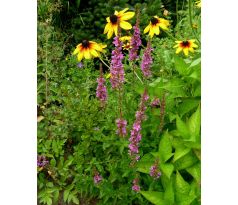 Kyprej vrbice, nízká (Lythrum salicaria)