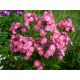 Vysoký flox 13 (Phlox paniculata)