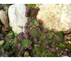 Jovibarba 2 (J. globifera)