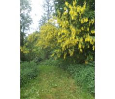 Štědřenec odvislý (Laburnum anagyroides)