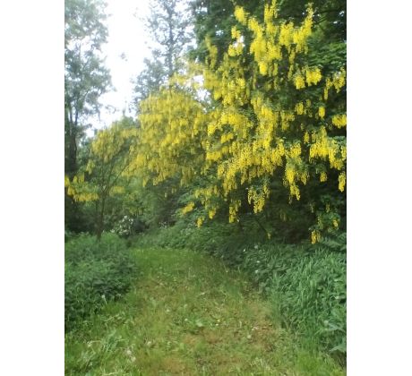 Štědřenec odvislý (Laburnum anagyroides)