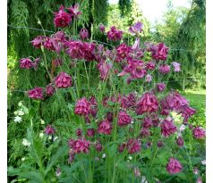 Orlíček (Aquilegia vulgaris)