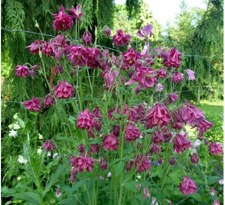 Orlíček (Aquilegia vulgaris)