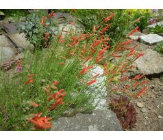 Dračík jehlicovitý, červený (Penstemon pinifolius)