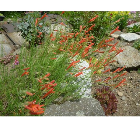 Dračík jehlicovitý, červený (Penstemon pinifolius)