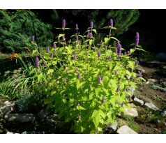 Agastache zlatolistá (Agastache foeniculum "Golden Jubilee")