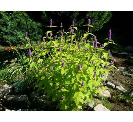 Agastache zlatolistá (Agastache foeniculum "Golden Jubilee")