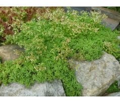 Sedum 26(Sedum album Chloroticum)