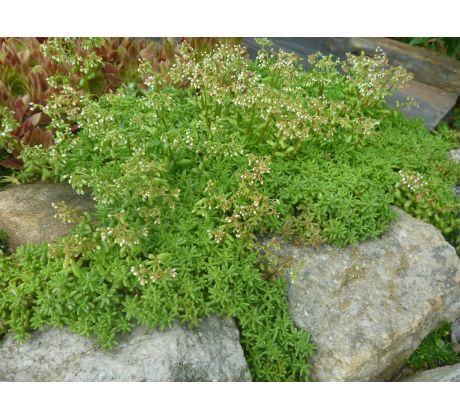 Sedum 26(Sedum album Chloroticum)