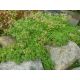 Sedum 26(Sedum album Chloroticum)