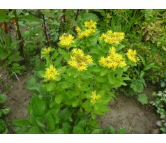 Sedum 39 (Sedum aizoon)