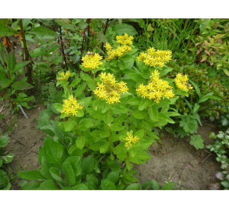 Sedum 39 (Sedum aizoon)