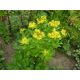 Sedum 39 (Sedum aizoon)