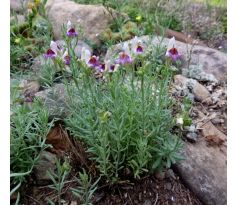 Lnice (Linaria aeruginea)