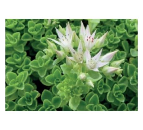 Sedum 25