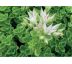 Sedum 25