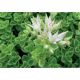 Sedum 25