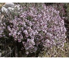 Mateřídouška obecná (Thymus vulgaris)