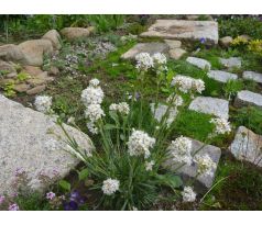 Kohoutek alpský, bílý (Lychnis alpina)