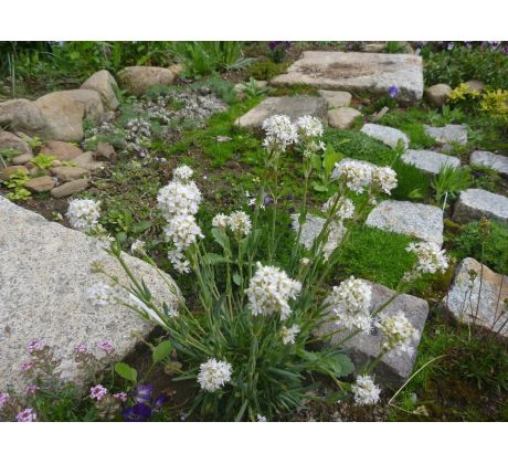 Kohoutek alpský, bílý (Lychnis alpina)