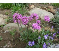 Kohoutek alpský,růžový (Lychnis alpina)