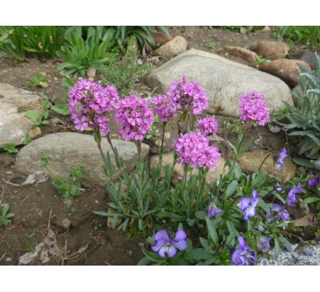 Kohoutek alpský,růžový (Lychnis alpina)