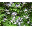 Plamenek botanický (Clematis macropetala alba)