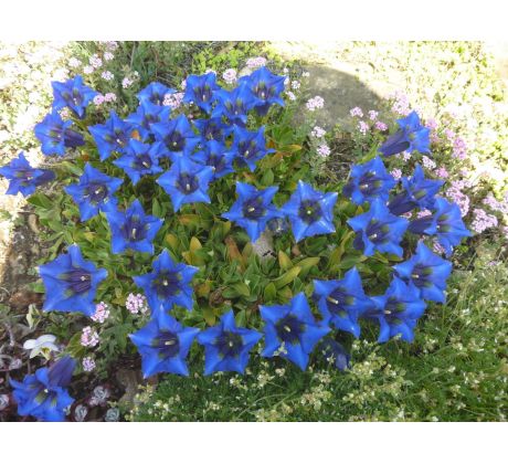 Hořec bezlodyžný (Gentiana acaulis)