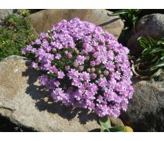 Skalková trávnička (Armeria juniperifolia)