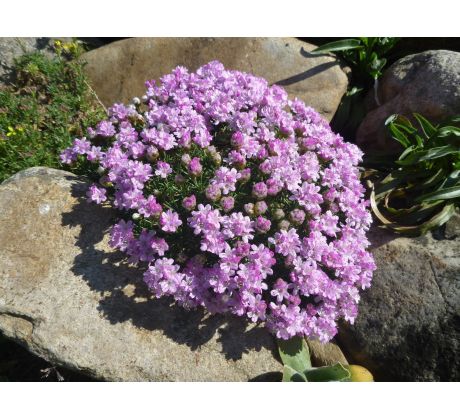 Skalková trávnička (Armeria juniperifolia)