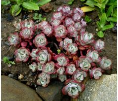 Sedum 30 (Sedum spauthifolium Rubrum)