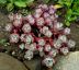Sedum 30 (Sedum spauthifolium Rubrum)
