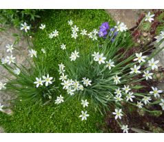 Badil bílý(Sisyrinchium angustifolium)