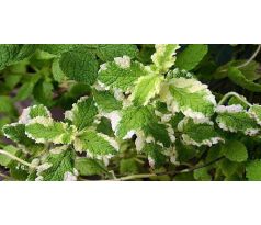 Ananasová máta(Mentha suaveolens "Variegata")
