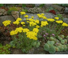 Achillea tomentosa