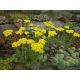 Achillea tomentosa